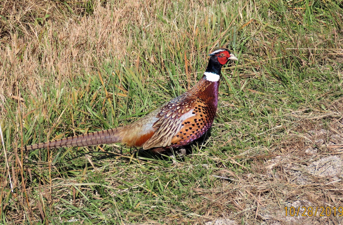 eBird Checklist 28 Oct 2019 Killdeer Plains Wildlife Area (Wyandot