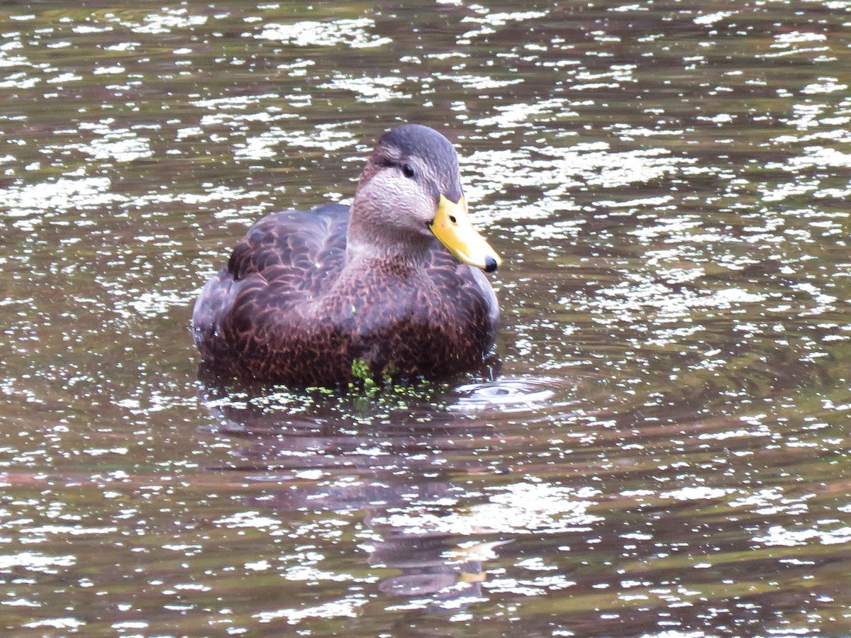 American Black Duck - Dean Newhouse