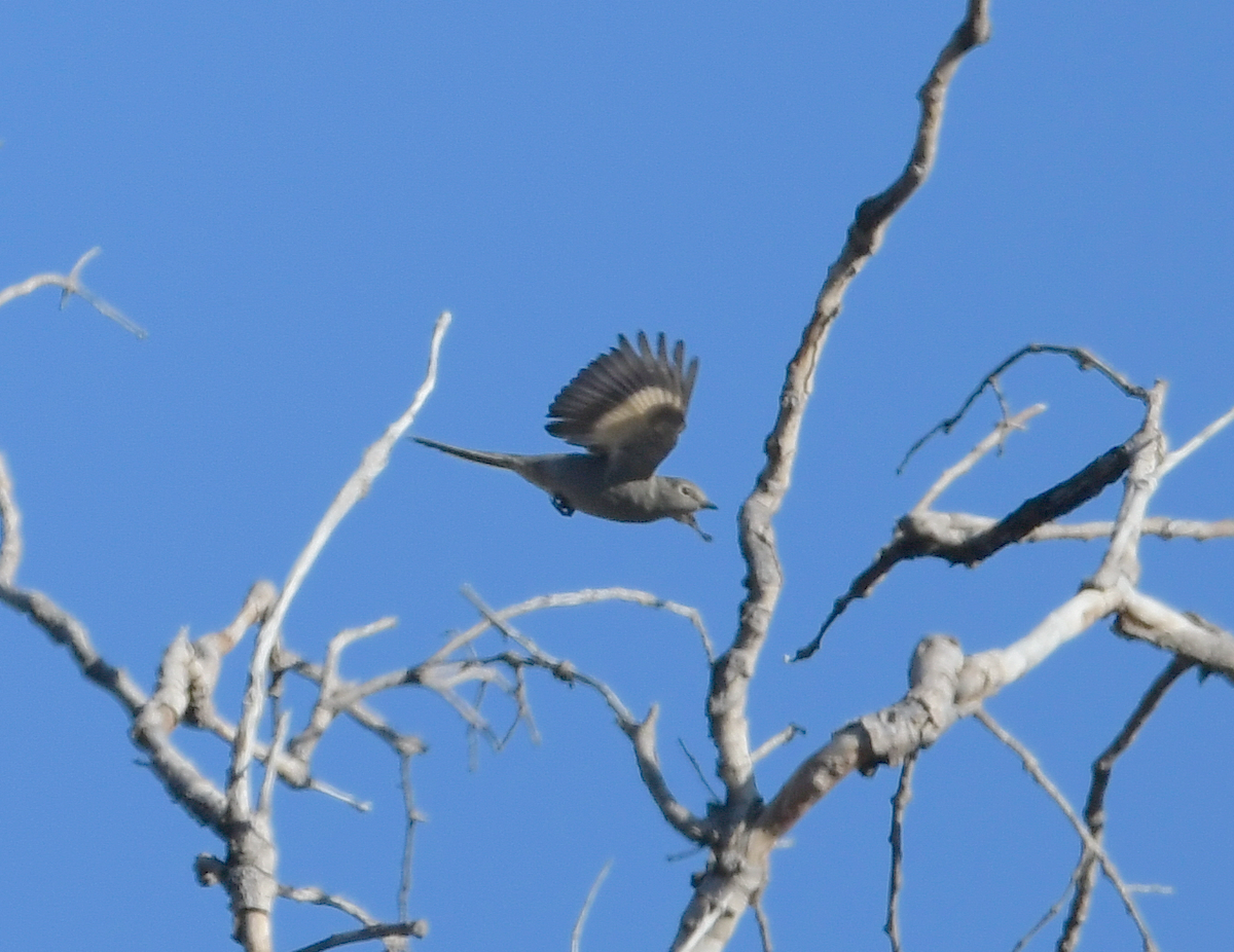 Townsend's Solitaire - ML184891431
