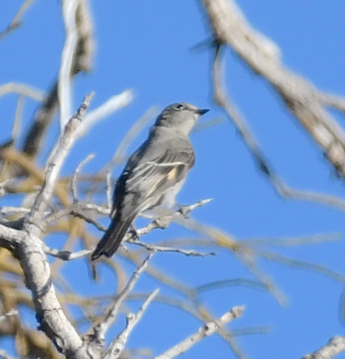 Townsend's Solitaire - ML184891481
