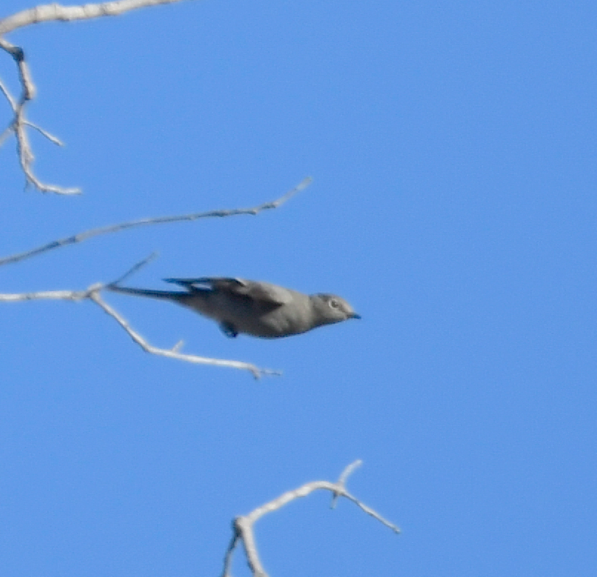 Townsend's Solitaire - ML184891961