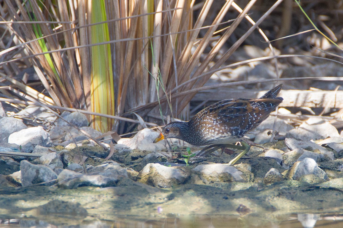 Spotted Crake - ML184893001