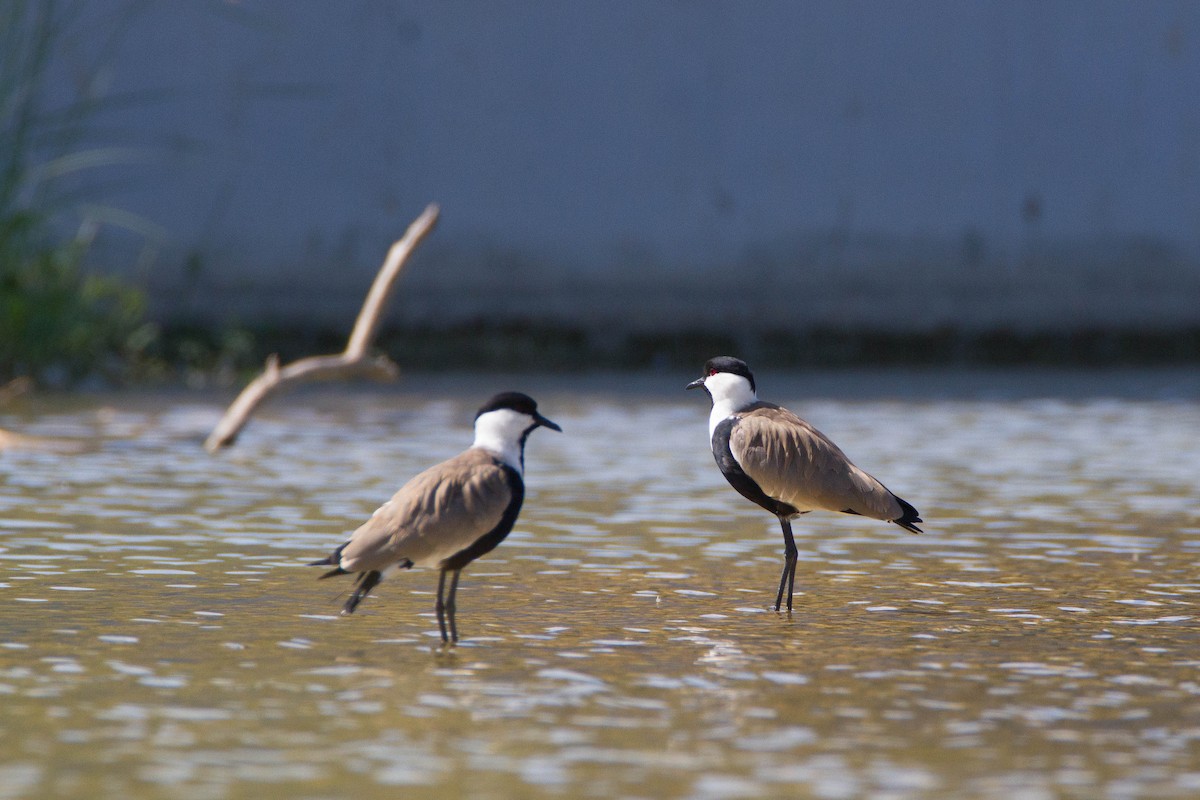 Spur-winged Lapwing - ML184893501