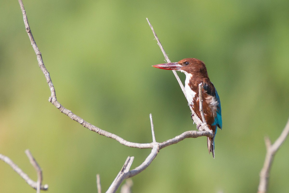 White-throated Kingfisher - Miriam Baril