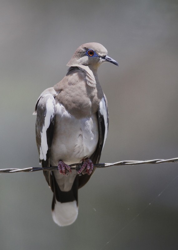 White-winged Dove - Bill Hubick