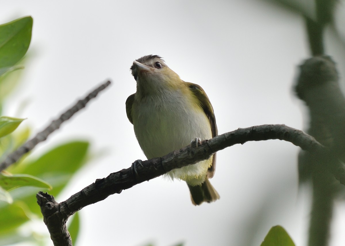 Red-eyed/Chivi Vireo - ML184900871