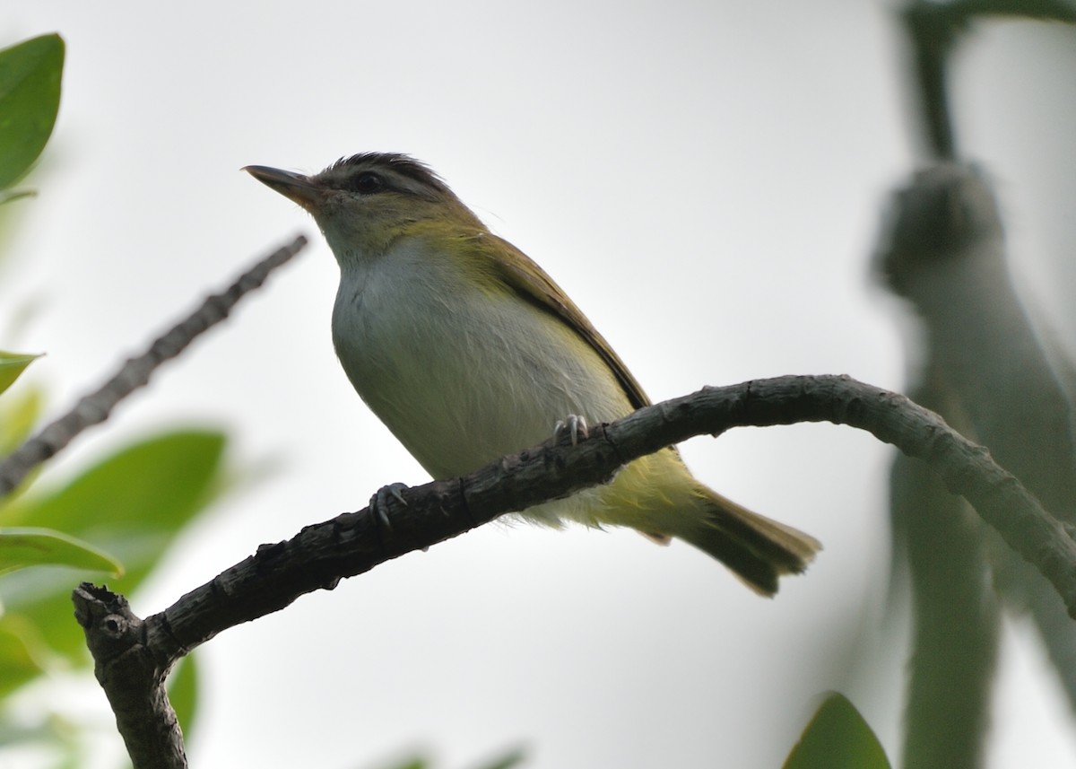 Red-eyed/Chivi Vireo - ML184900901