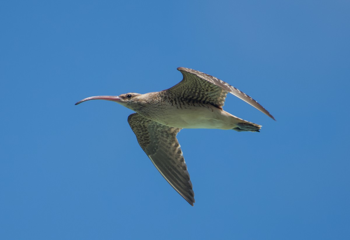 Bristle-thighed Curlew - ML184903681