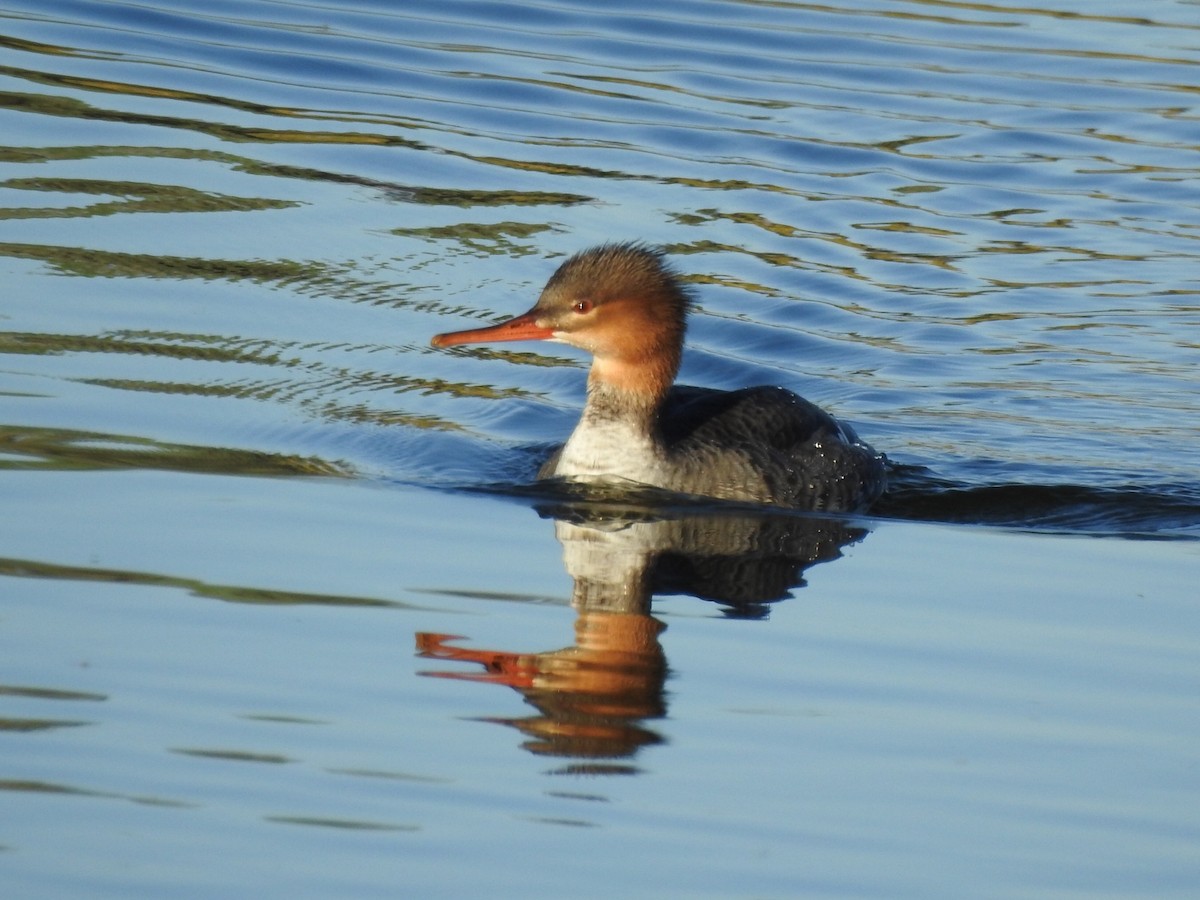 Red-breasted Merganser - Kelly Wright