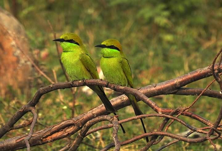 Asian Green Bee-eater - NILESH MENDHE
