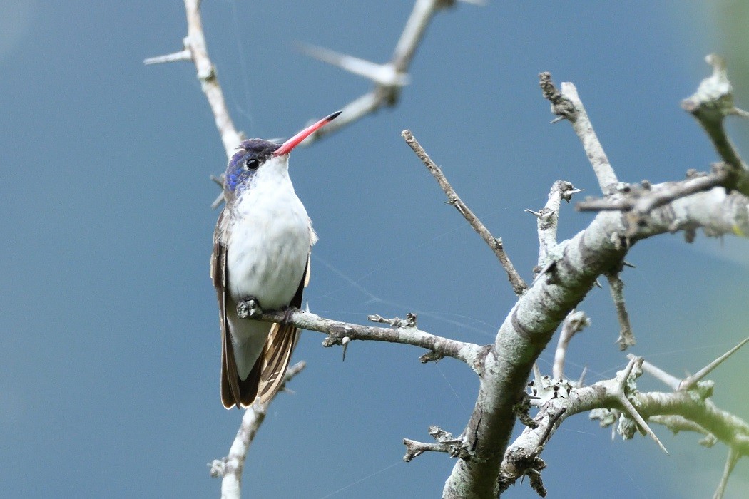 Violet-crowned Hummingbird - Antonio Robles