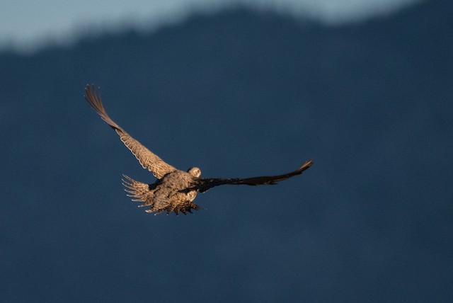 Greater Sage-Grouse