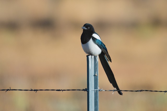 Black-billed Magpie