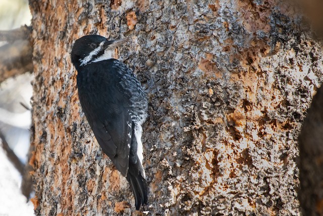 Black-backed Woodpecker