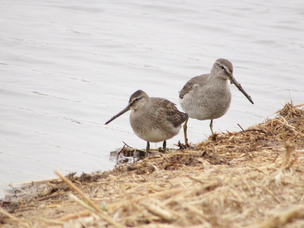 Long-billed Dowitcher - ML184915321