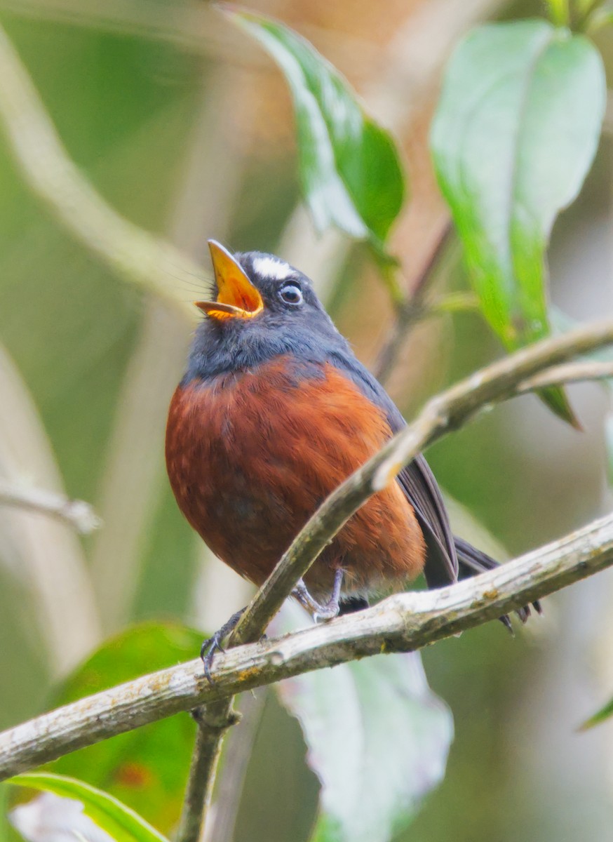 Chestnut-bellied Chat-Tyrant - Forrest Rowland