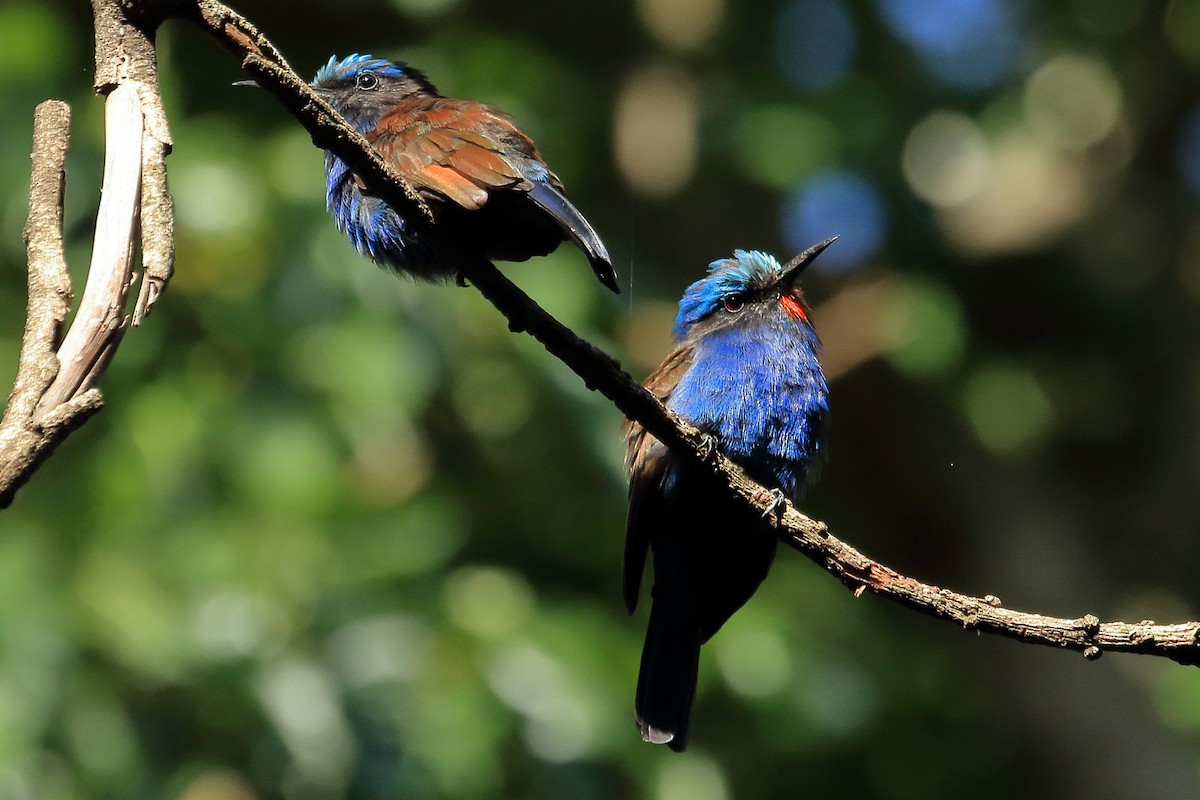 Blue-headed Bee-eater - Michael Ortner