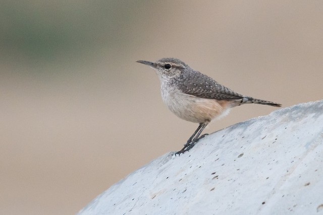 Rock Wren