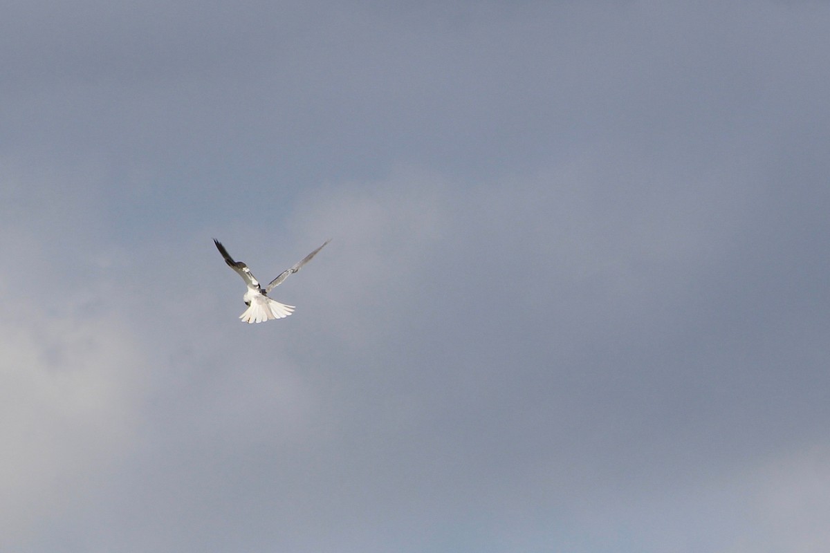 White-tailed Kite - ML184918141