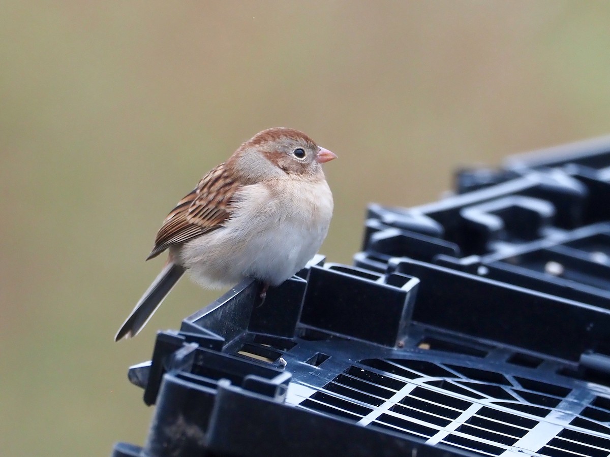 Field Sparrow - Gabriel Willow