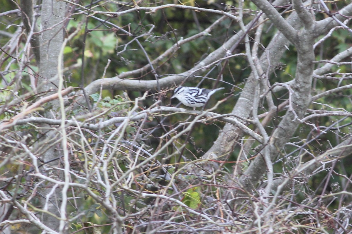 Black-and-white Warbler - ML184919611