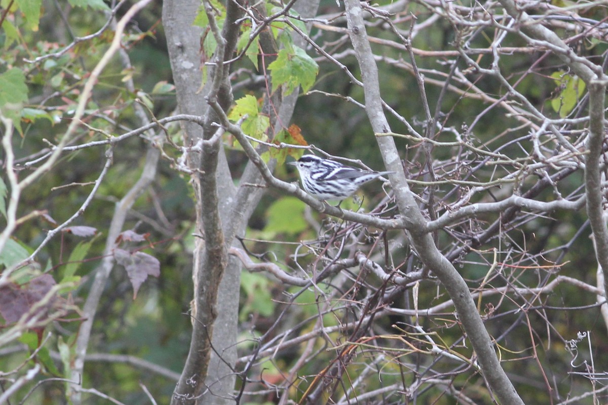 Black-and-white Warbler - ML184919681
