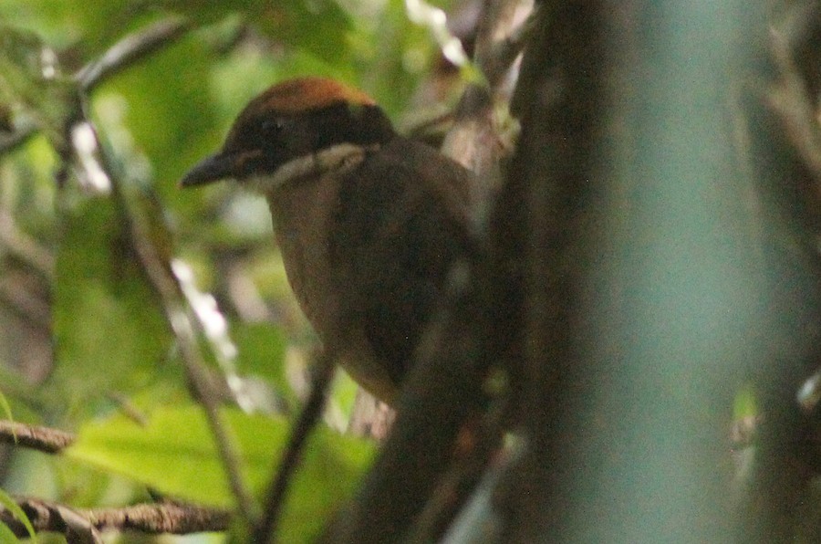 Black-faced Pitta - eBird