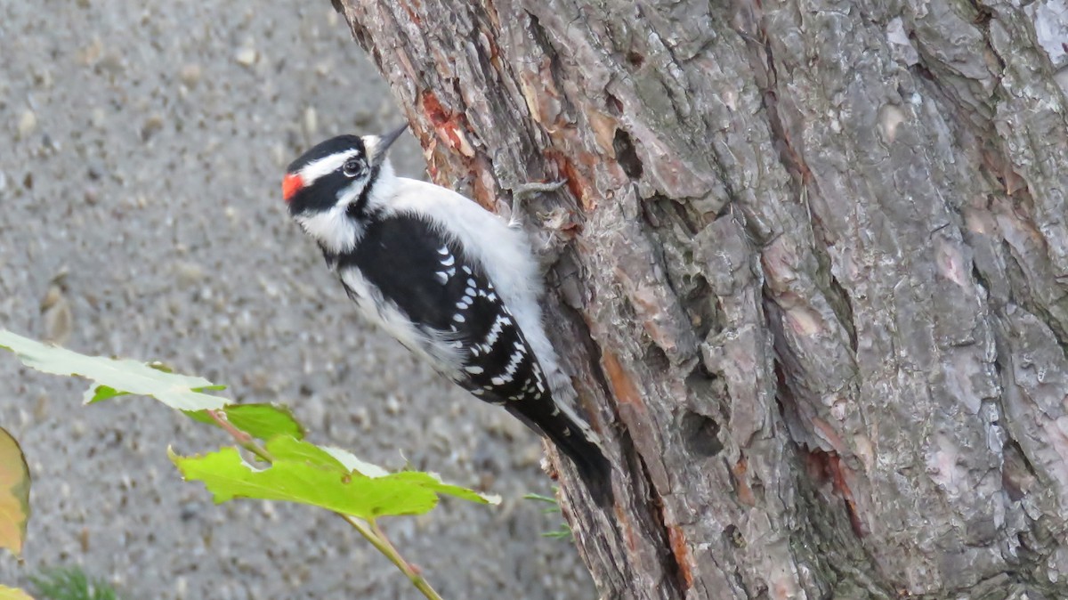 Downy Woodpecker - ML184920361