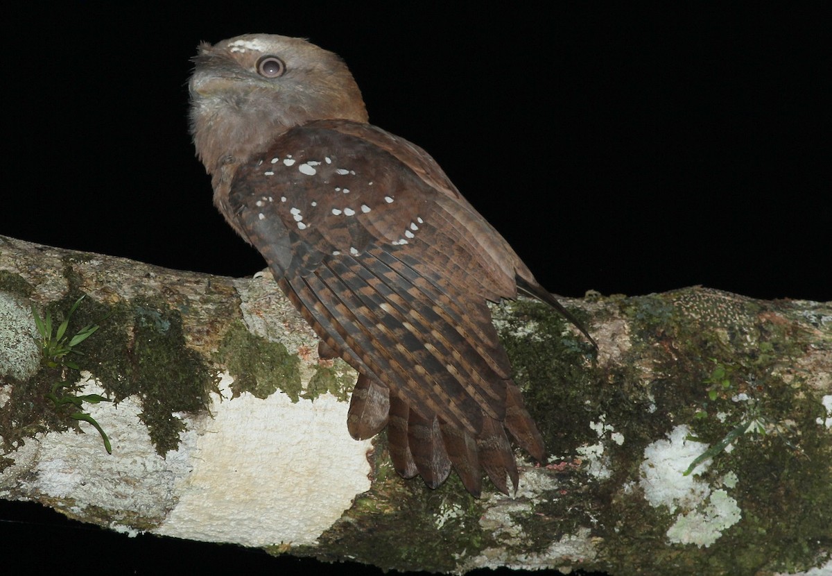 Solomons Frogmouth - ML184920401