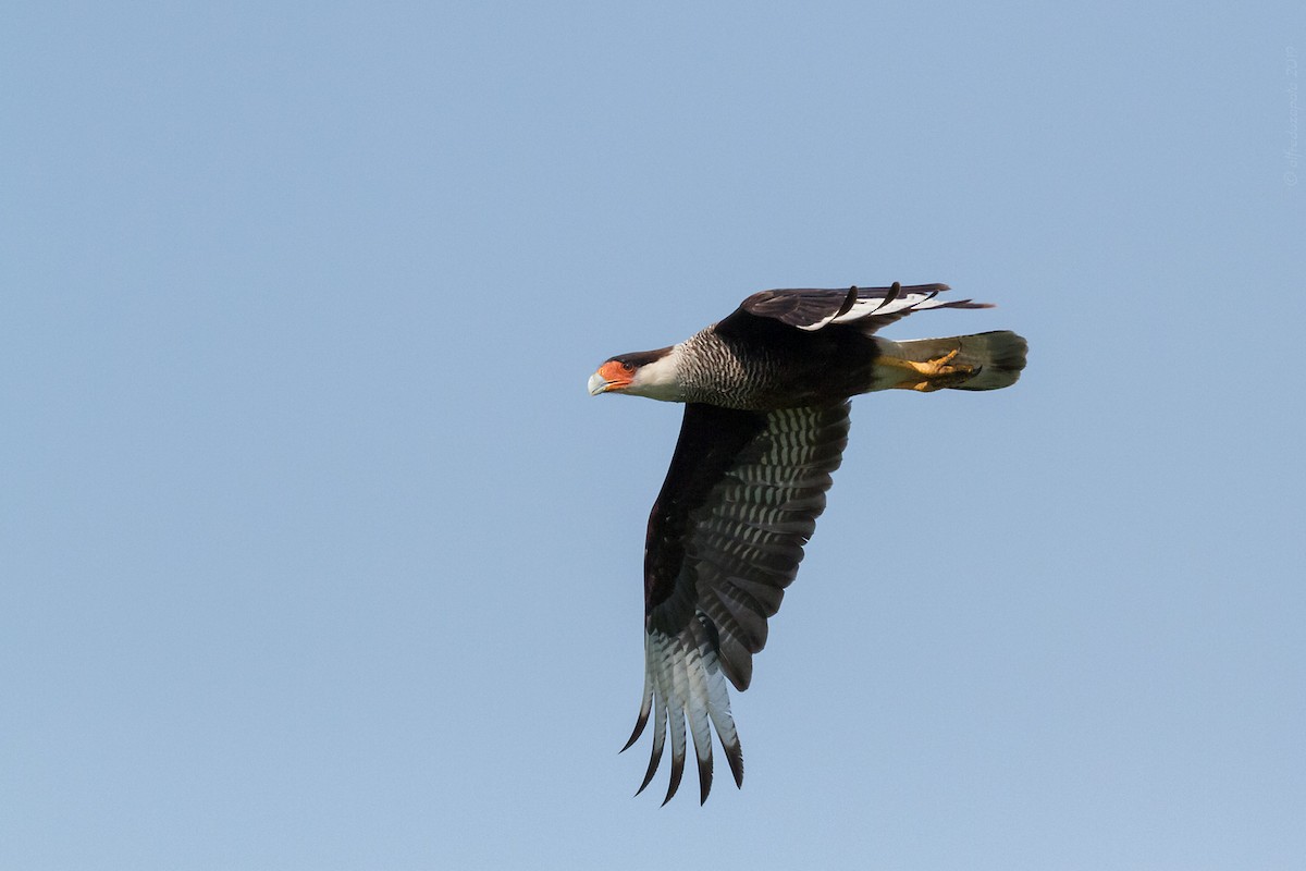 Crested Caracara (Southern) - ML184925161