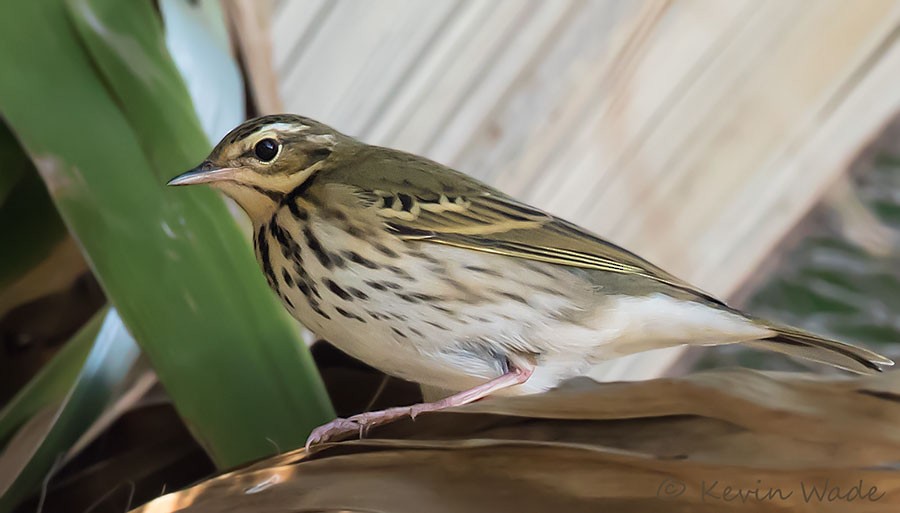 Olive-backed Pipit - ML184927071