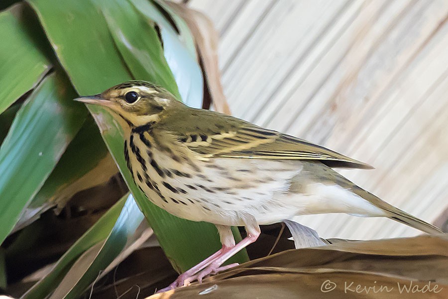Olive-backed Pipit - ML184927081