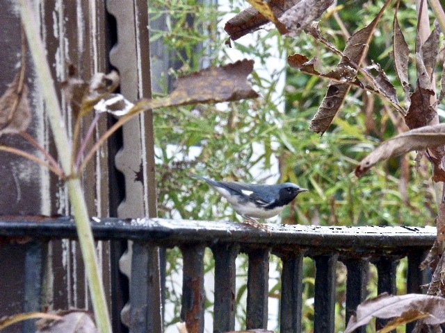 Black-throated Blue Warbler - ML184928731