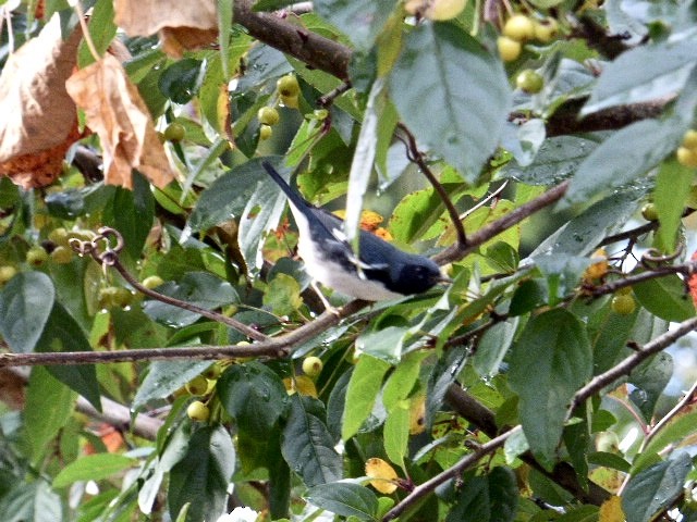 Black-throated Blue Warbler - ML184928751