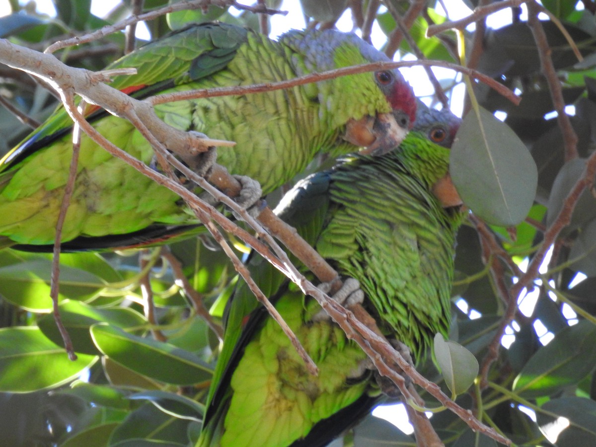 Lilac-crowned Parrot - ML184929601