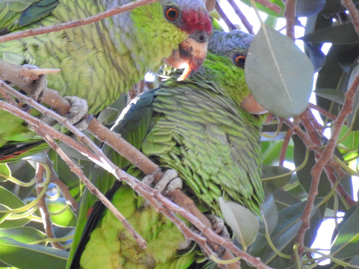 Lilac-crowned Parrot - ML184929641