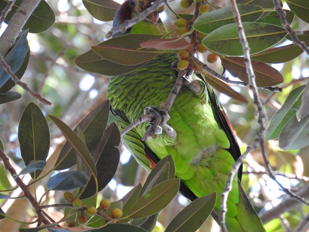 Lilac-crowned Parrot - ML184929691