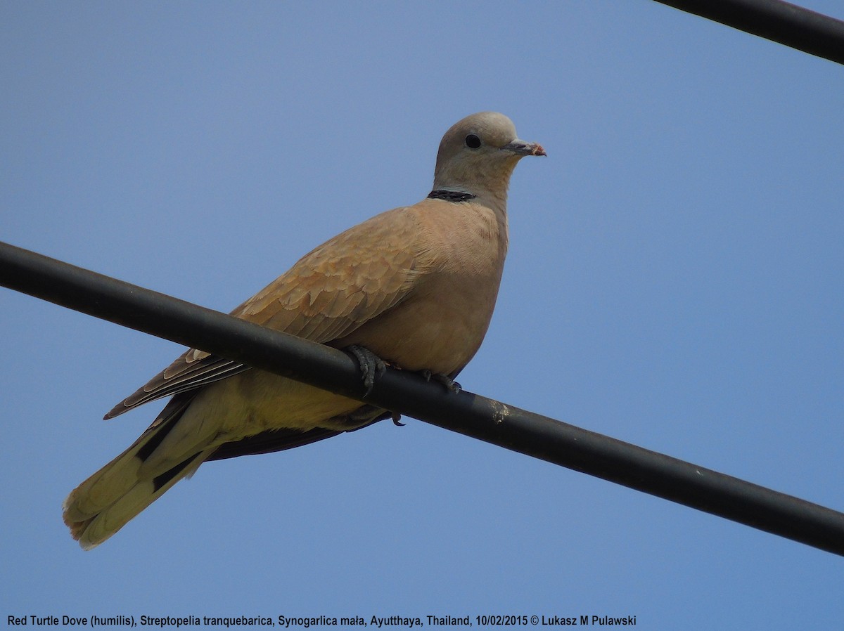Red Collared-Dove - ML184929971