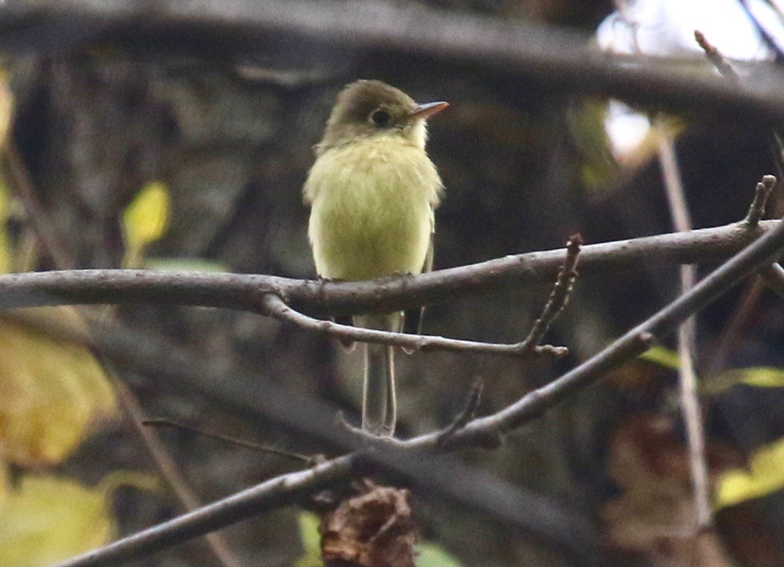 Western Flycatcher (Pacific-slope) - maurice gilmore