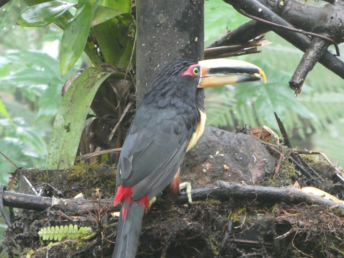Collared Aracari (Pale-mandibled) - ML184934321