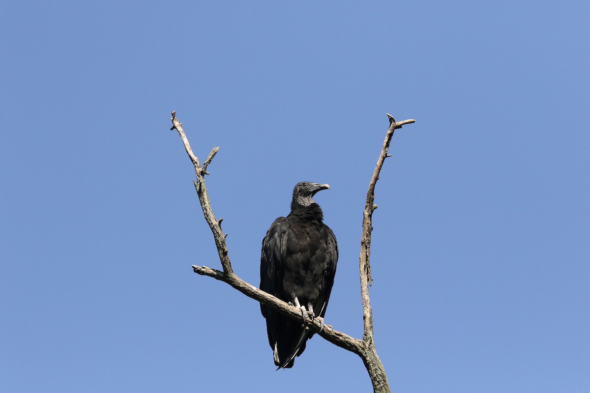 Black Vulture - ML184935931