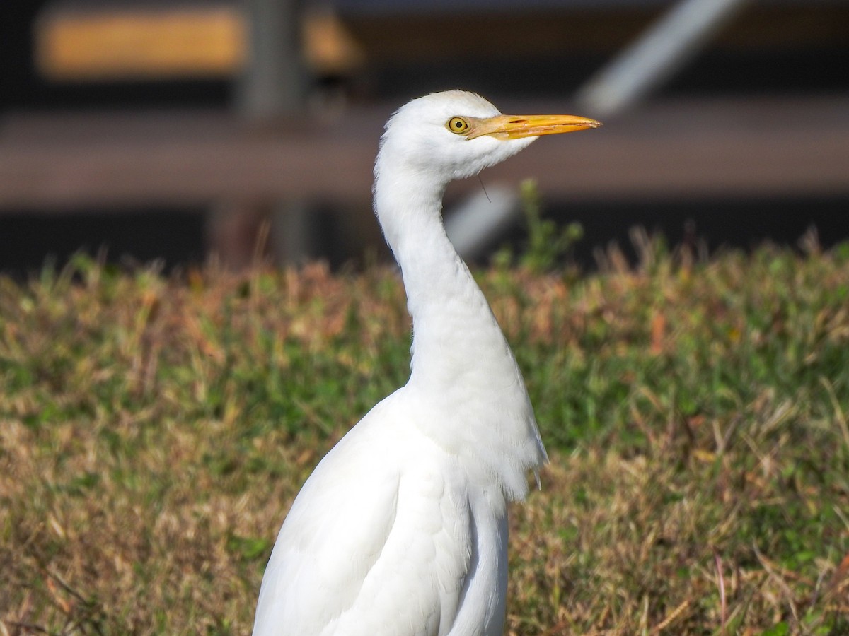 Western Cattle Egret - Reanna Thomas