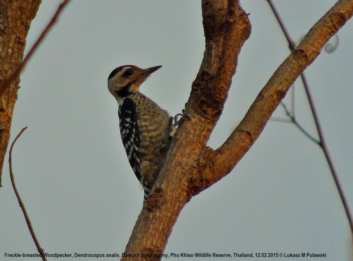 Freckle-breasted Woodpecker - Lukasz Pulawski