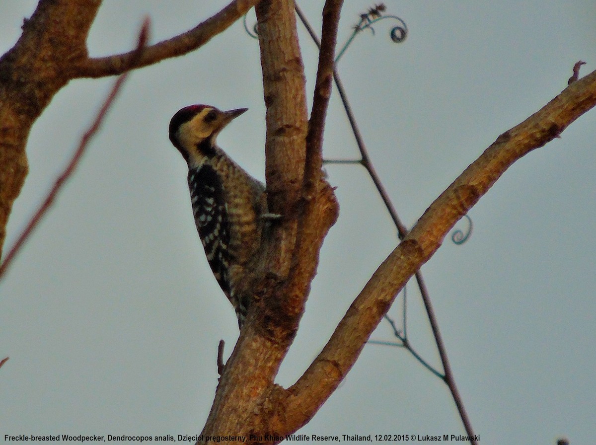 Freckle-breasted Woodpecker - ML184940901