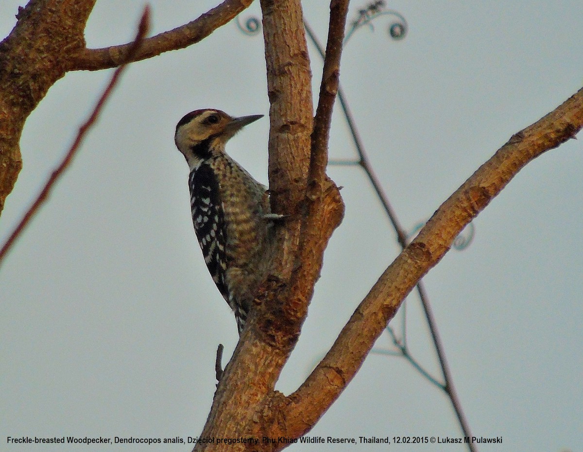 Freckle-breasted Woodpecker - ML184940911