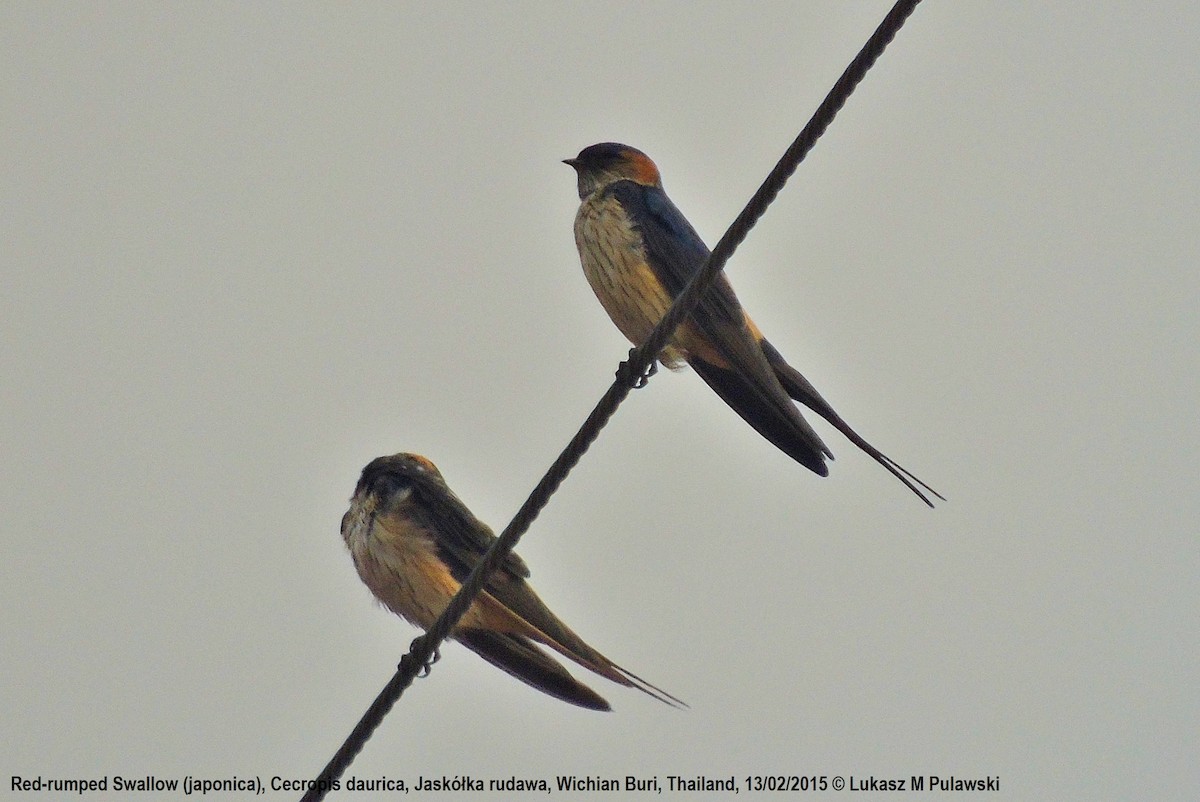Red-rumped Swallow - ML184941351