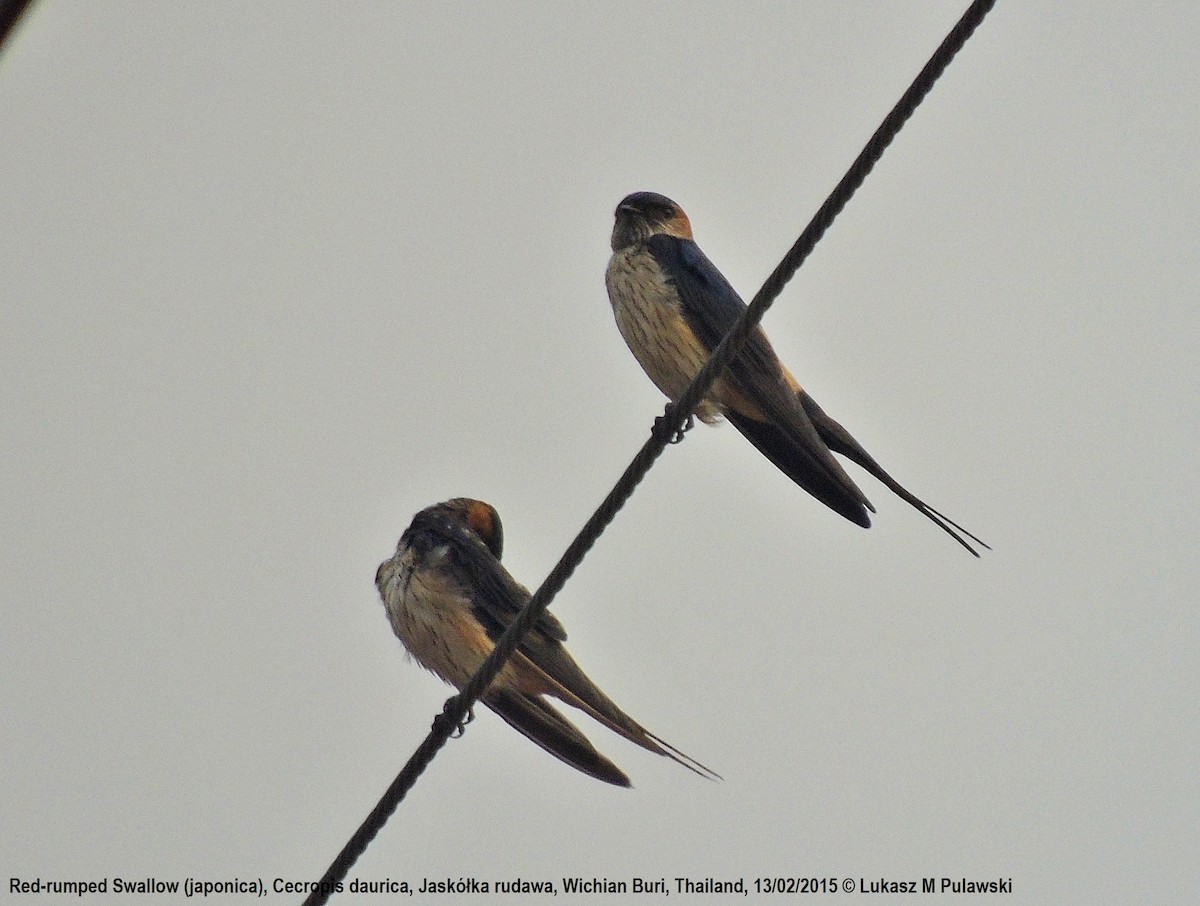 Red-rumped Swallow - ML184941371