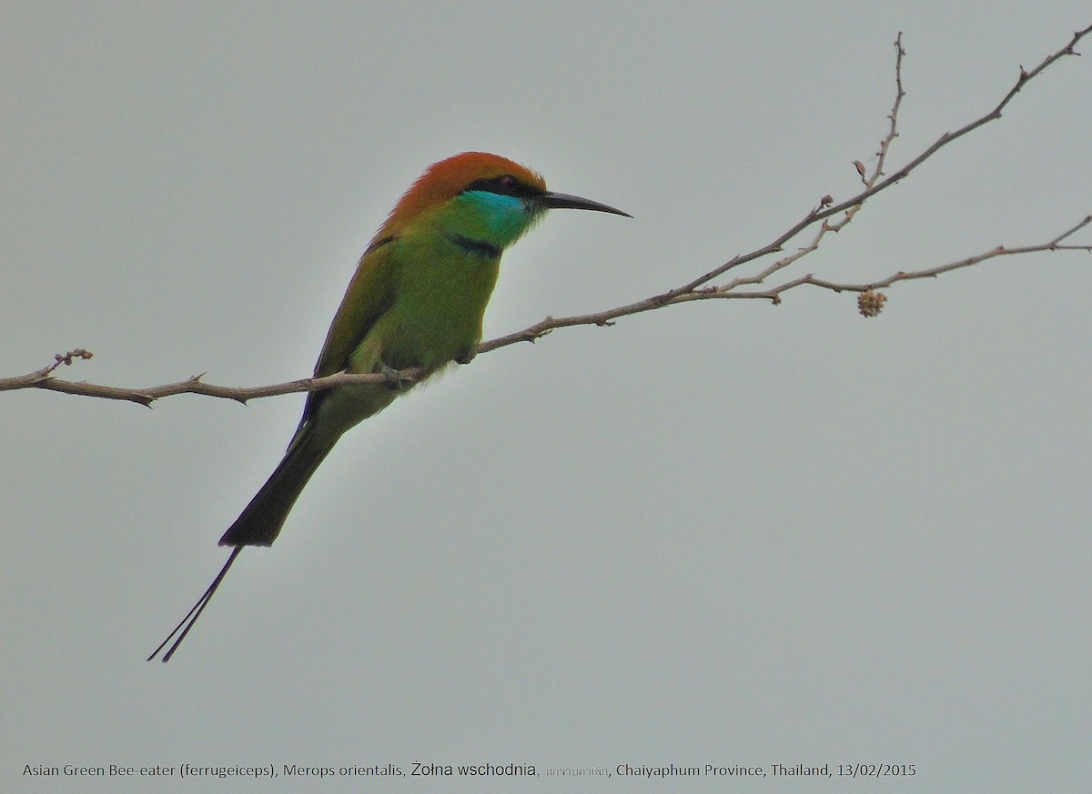 Asian Green Bee-eater - ML184942021