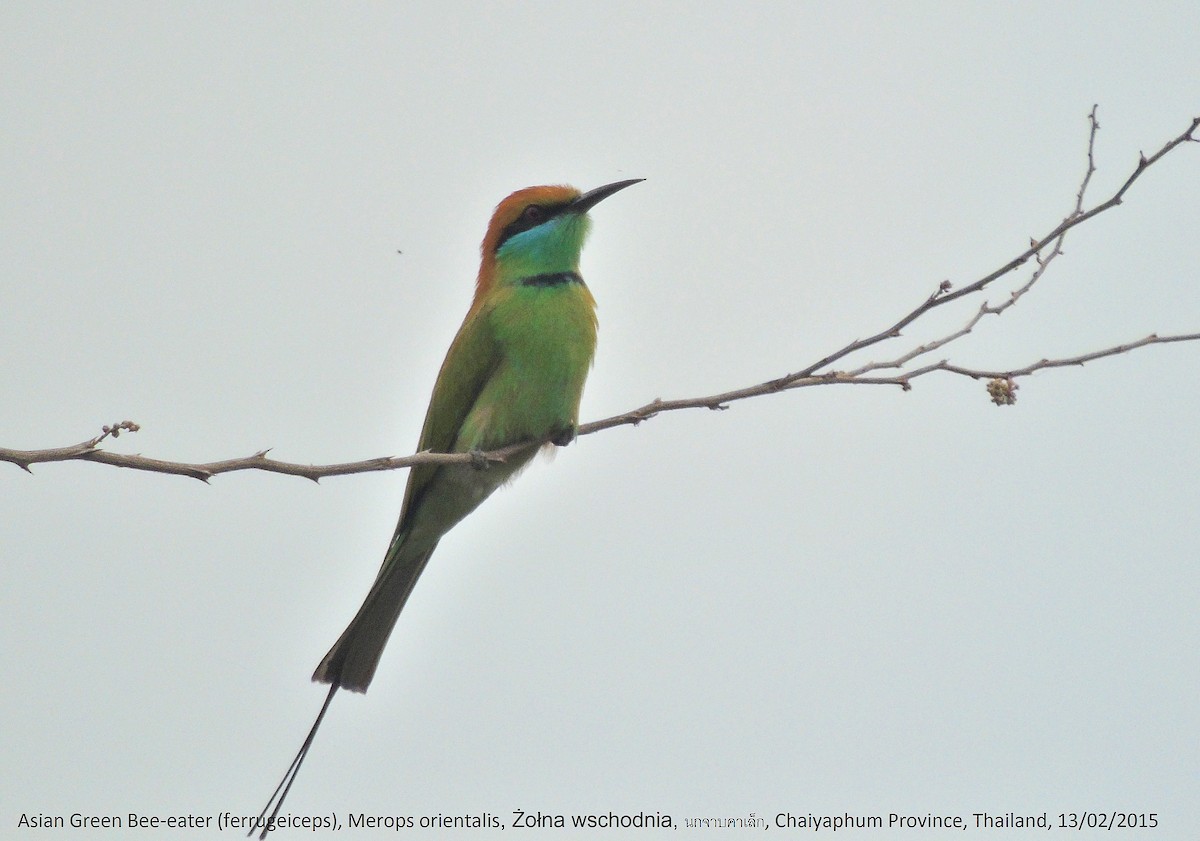 Asian Green Bee-eater - ML184942161