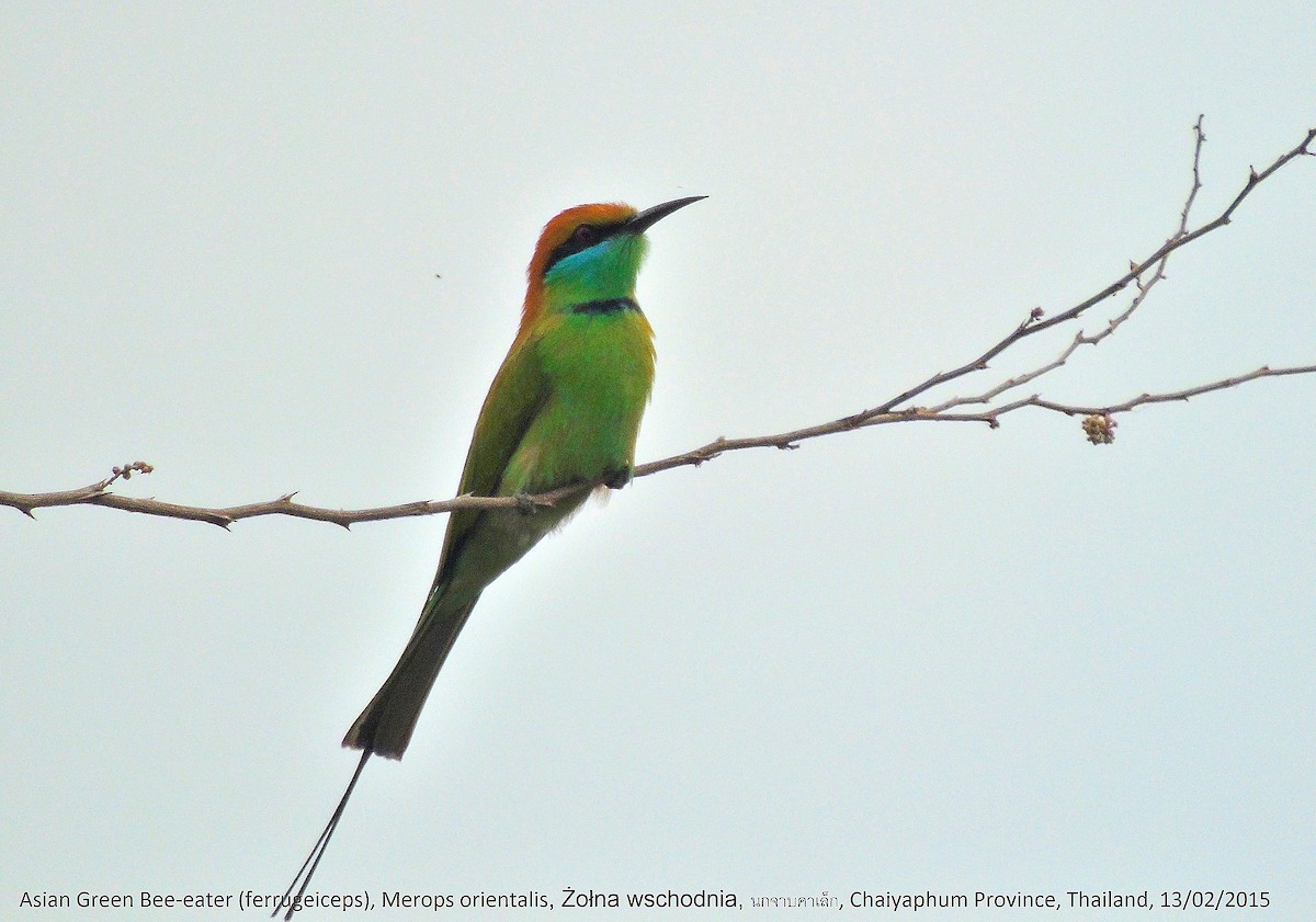Asian Green Bee-eater - ML184942251